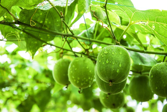 Where Monk Fruit Comes From?